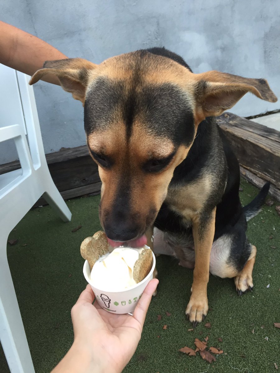 hailgarci's tweet photo. Moet enjoying some treats at @shakeshack ☺️ https://t.co/of9L18w8e4