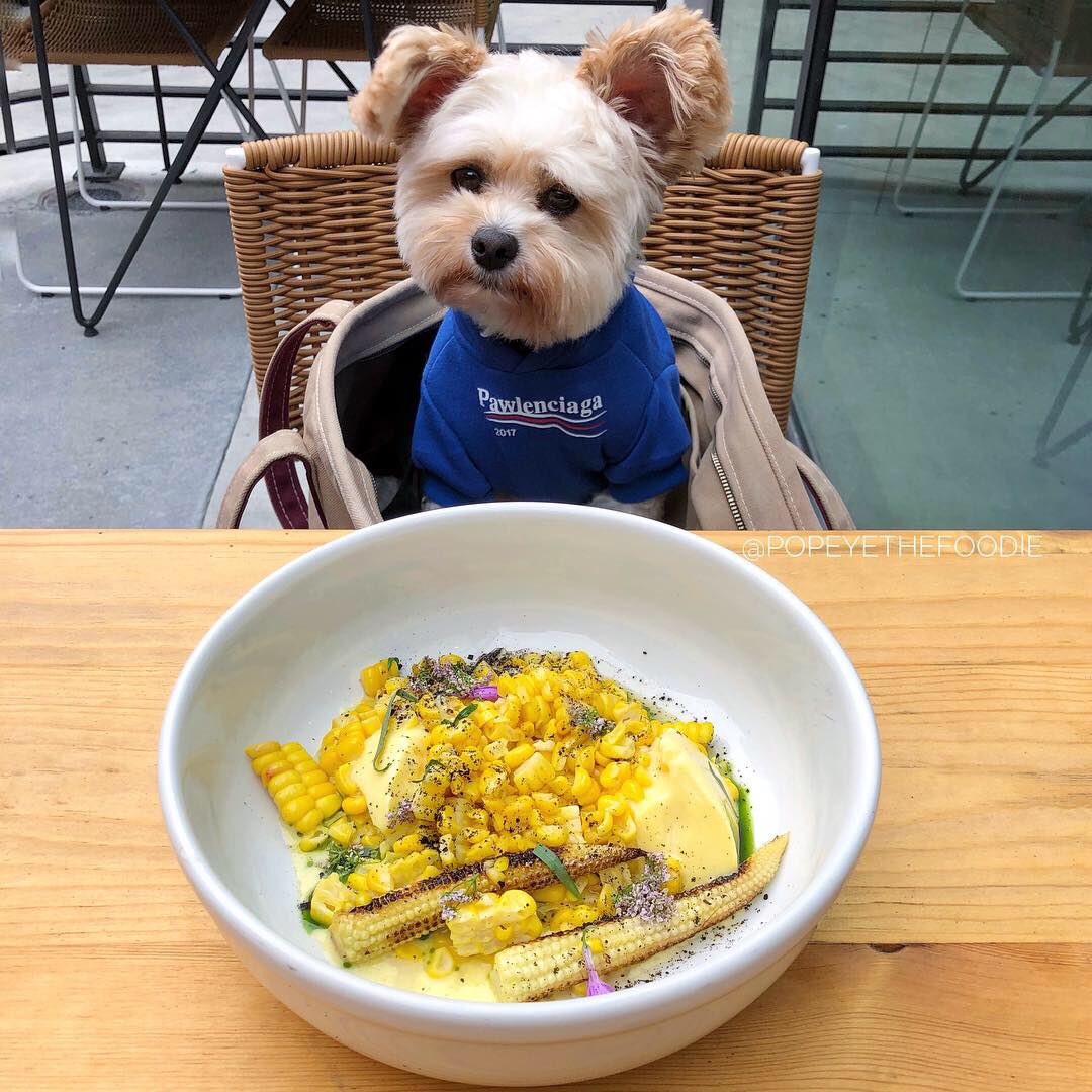 popeyethefoodie's tweet photo. Glad to have @RobertasPizza back in LA in a cool, new space at @platform_LA in Culver City. 🐝 🌽.

👕: Pawlenciaga hoodie from @pawmainpets 

#popeyethefoodie #petfriendlydining #robertaspizza https://t.co/d18yqKj92b