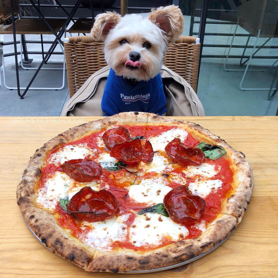 popeyethefoodie's tweet photo. Glad to have @RobertasPizza back in LA in a cool, new space at @platform_LA in Culver City. 🐝 🌽.

👕: Pawlenciaga hoodie from @pawmainpets 

#popeyethefoodie #petfriendlydining #robertaspizza https://t.co/d18yqKj92b