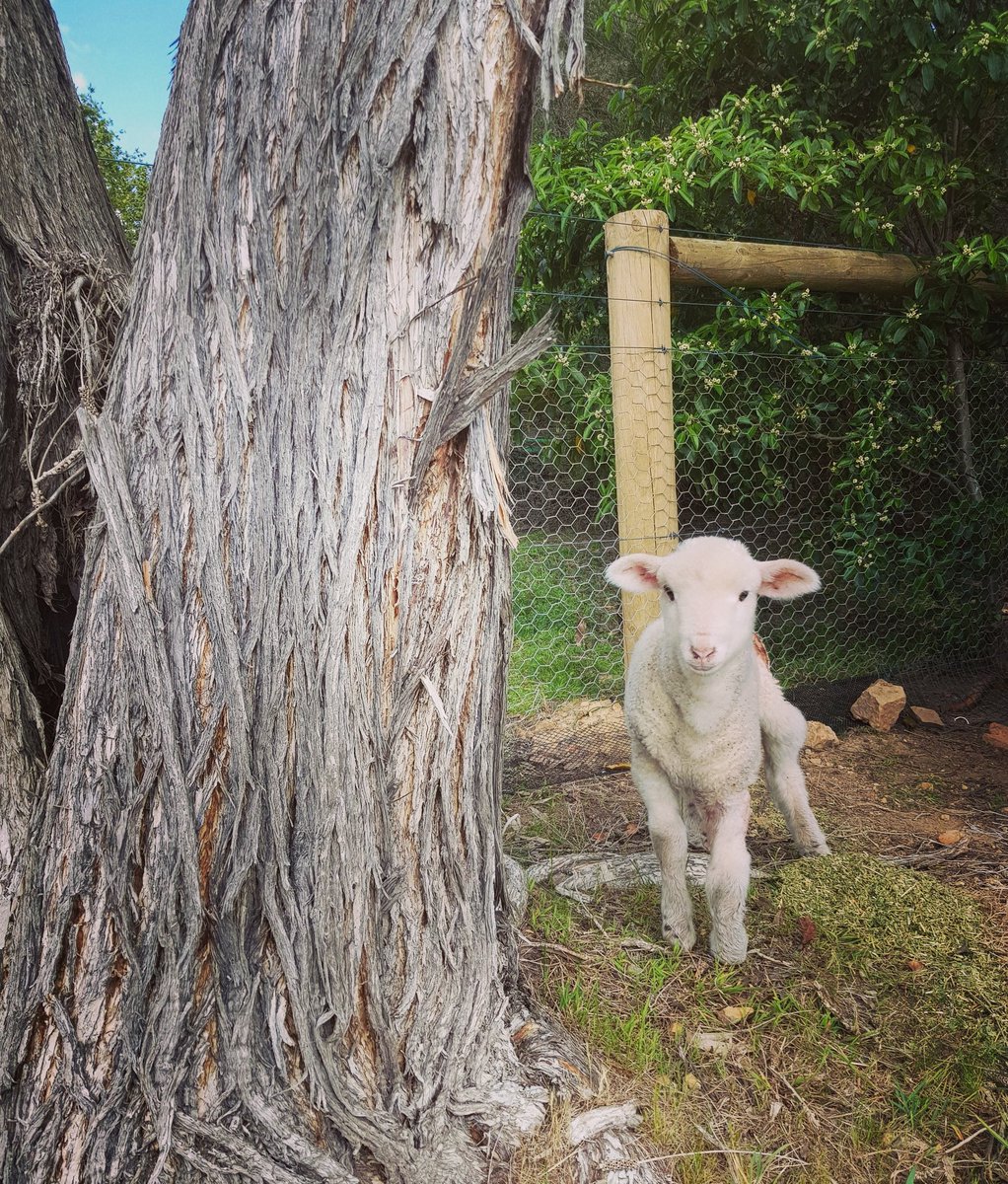 CreatureClinic's tweet photo. Hey animal lovers! This is the beautiful Lucille. She was attacked by a fox. Thank goodness for @edgarsmission who are now selflessly giving her the love and treatment she deserves.
#kindnessismagic #kindness https://t.co/fyRDKDjFbA