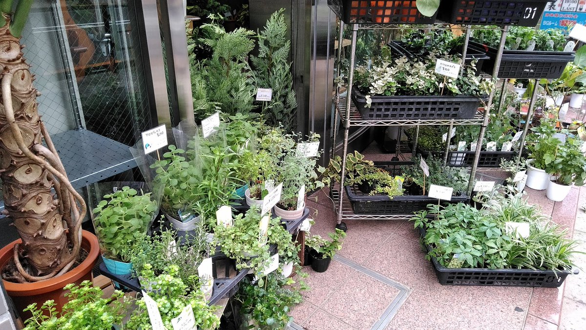 あづまや家具店 本日 観葉植物中心に入荷致しました V 秋を感じる花 冬に向けた花もちらほら入って来てます 練馬駅周辺にお越しのさいは是非覗いてみて下さい