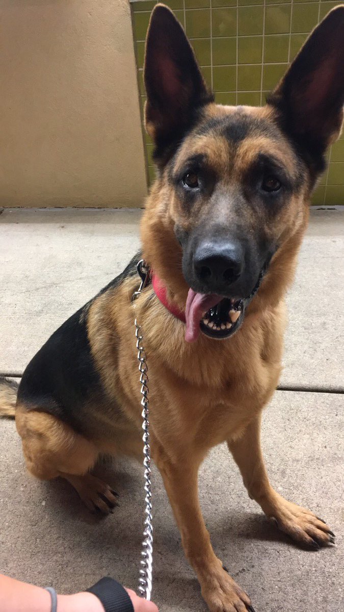 It’s October and I’m outside in shorts and a T-shirt walking to Dairy Queen with this guy....