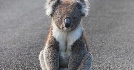 Happy World Animal Day!
Australia is home to some of the world’s most precious and iconic animals, so there’s lots for us all to celebrate today!
This month, help save koalas. If we don't act now, we could lose koalas in NSW forever.
tinyurl.com/yccs7slf 
#koalas #environment