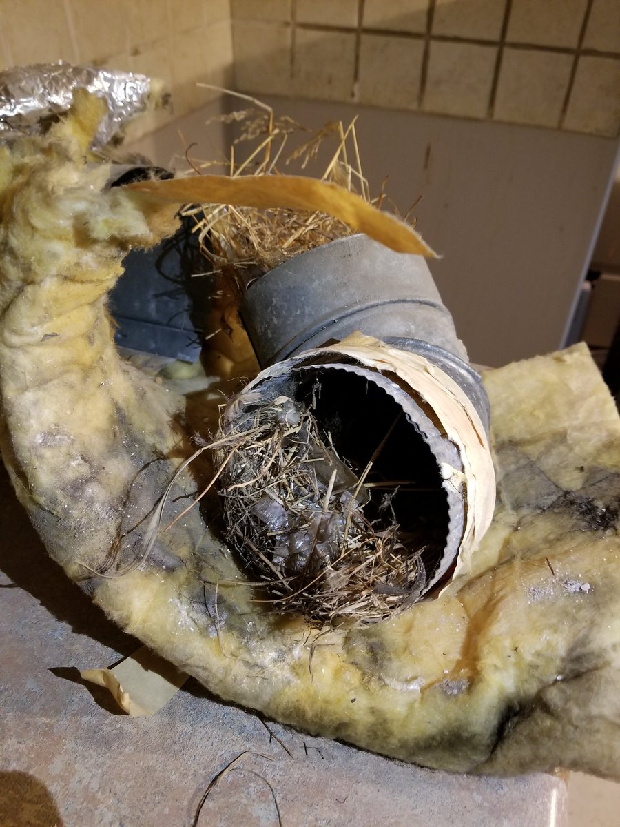 wandabaker_'s tweet photo. When you go to replace the hood fan in your kitchen and realize one of the reasons it never worked properly. #birdsnest #housefromhell #homebuildersshouldbeshotforthis https://t.co/7mjWeV52ij