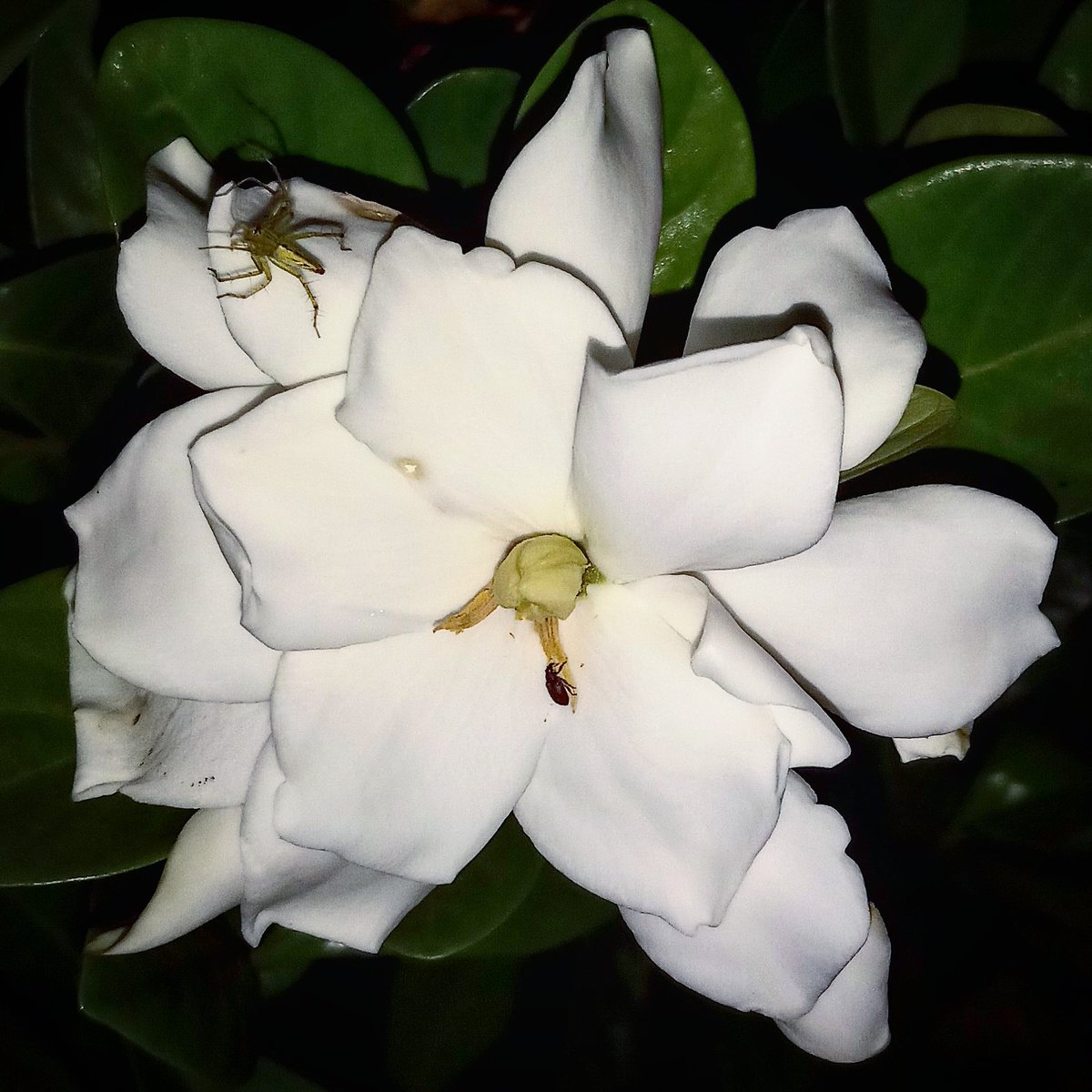 kanokvanp's tweet photo. #naturelovers #flowerstagram #Flowers #Instagram #flowerphotography https://t.co/tyk2ypfUyh