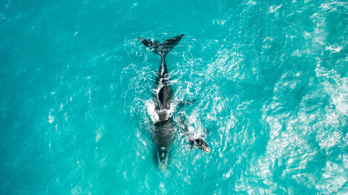 GreenpeaceAP's tweet photo. We can see why @RealLucyLawless is calling on us Aussies to step up and protect the whales - oil drilling has no place in the habitat of these beautiful, gentle creatures. ๐๐ Act now >> https://t.co/ZwdWa0pPt6
#MakeOilHistory #PeoplevsOil #DefendtheBight photo by @jaimenhudson https://t.co/jkbOOJO6zc