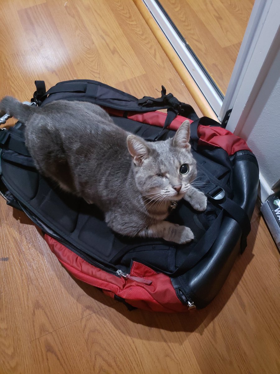 Sorry prof, cant make it in today cause reasons