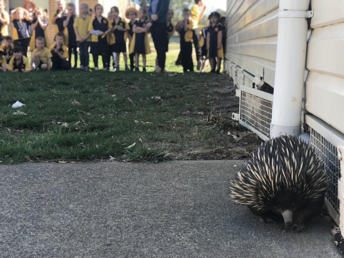 NSWEducation's tweet photo. It's a sharp spike in interest! An echidna is the centre of attention at Gunning Public School. 👀👀#WorldAnimalDay #LoveWhereYouLearn https://t.co/9tpXoe9UH4
