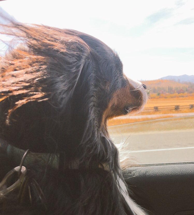 AdventureOlli's tweet photo. Mountain views and the wind in her hair https://t.co/Ng5WCxzOcJ