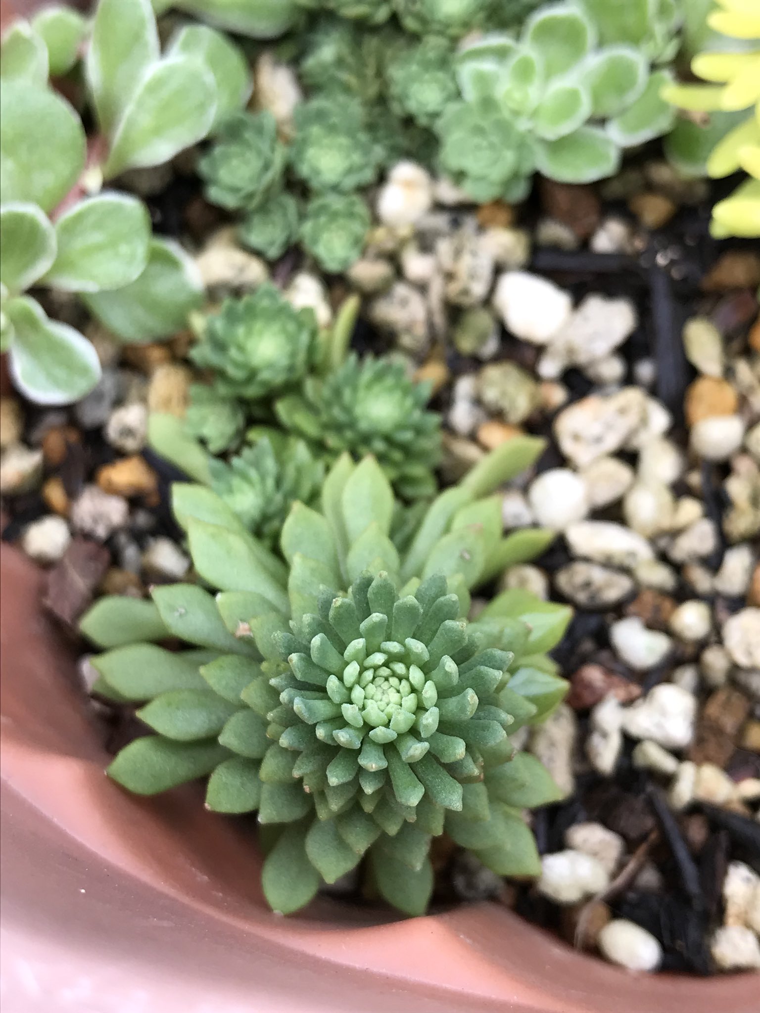 にょろまつ グラウコフィラム これ すごく好き 挿し芽からやっとここまで増えてきました セダムにしてはのんびりペース