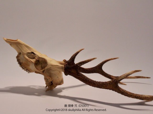 顎のtwitterイラスト検索結果 古い順