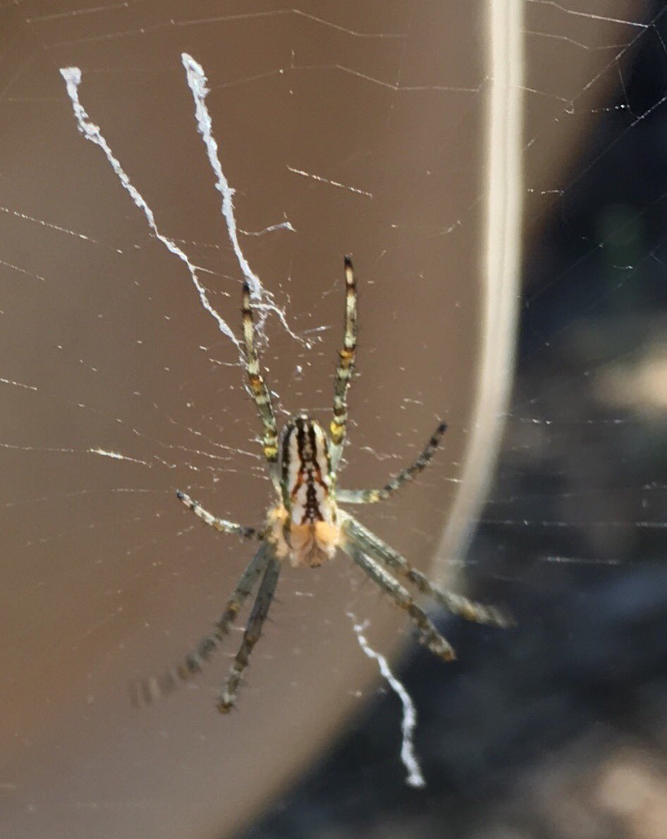 jexsta's tweet photo. It’s my favourite time of the twitter year #Arachtober so expect many 8 legged wonders in my feed. 

To kick off, I present to you “enamalled spider (Plebs bradleyi) on background of Akubra” https://t.co/3FxZu2FJyl