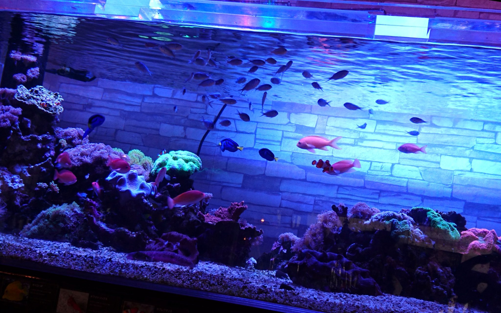 Nature Cafe Hidamari Twitter पर Hidamariの仲間たち 店内奥に 海水の大水槽があります 熱帯魚が７種類 エビ ナマコにサンゴも数種展示しております 眺めているとおいかけっこしたり生き物たちの人間模様も面白いです カクレクマノミ ナンヨウハギ