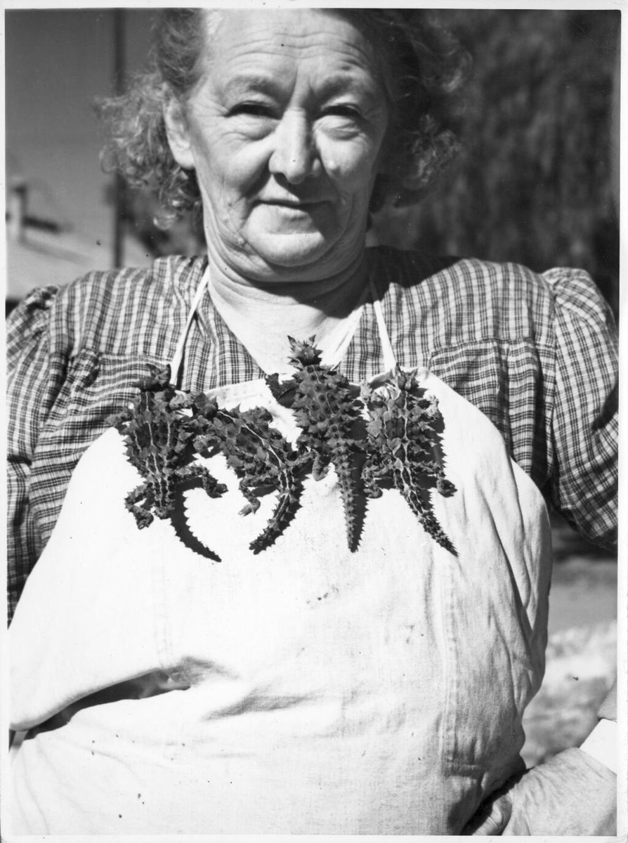 nlagovau's tweet photo. Today on #WorldAnimalDay we honour the weird, the wonderful, the loyal, and the wild. And remind ourselves to respect these incredible critters as well as the habitats they live in. 

These images are from our collection - just for the occasion. https://t.co/Aga1kRrJCV