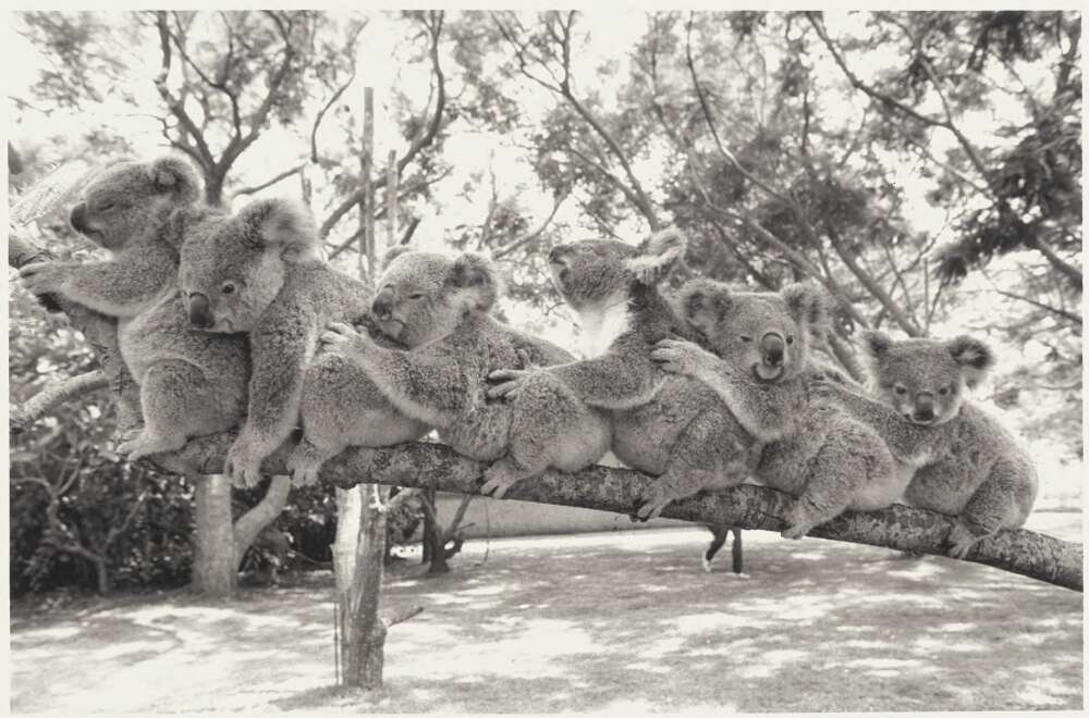 nlagovau's tweet photo. Today on #WorldAnimalDay we honour the weird, the wonderful, the loyal, and the wild. And remind ourselves to respect these incredible critters as well as the habitats they live in. 

These images are from our collection - just for the occasion. https://t.co/Aga1kRrJCV