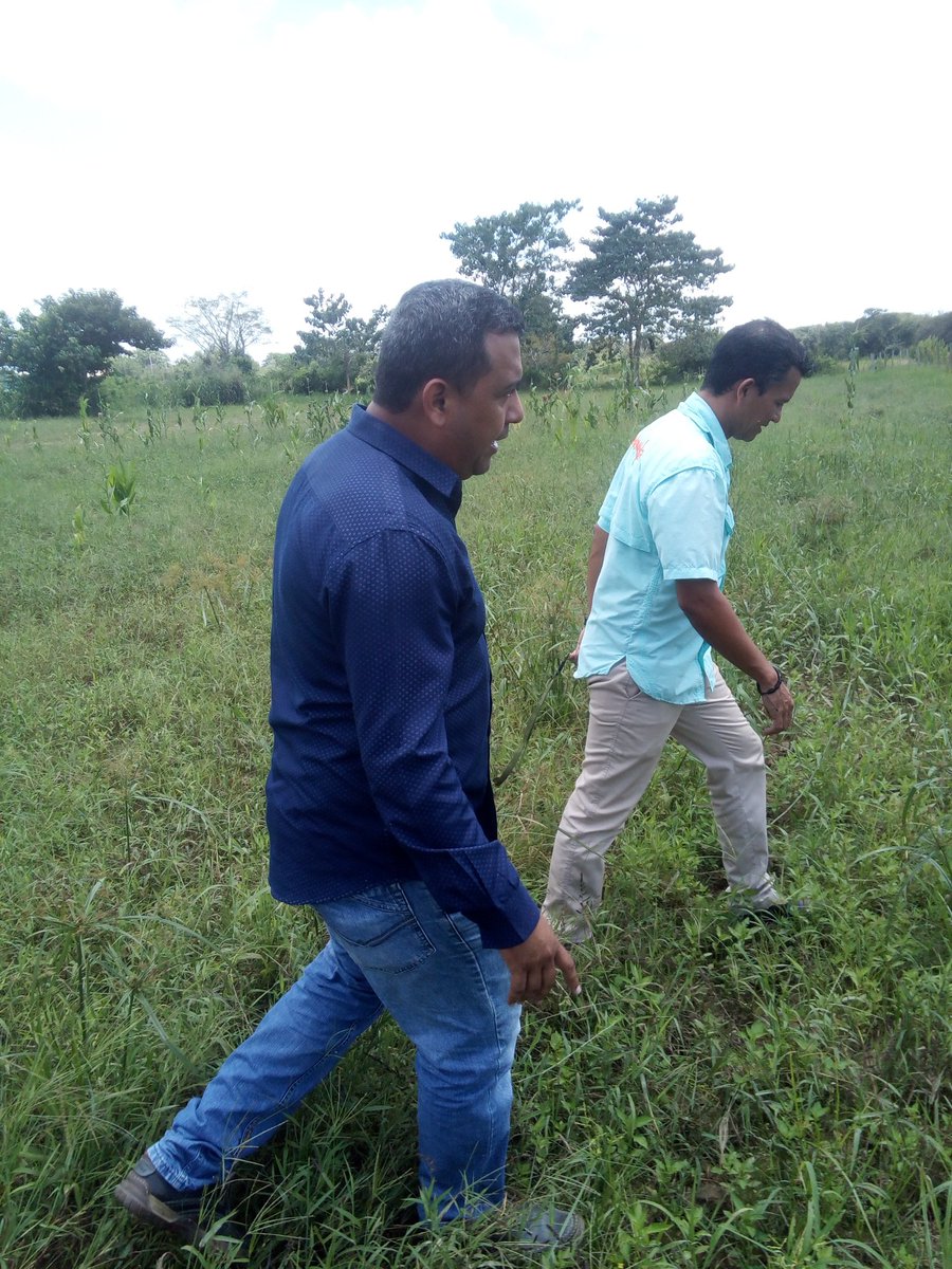 AldoPSUV's tweet photo. #ElPetroMonedaInternacional
En la UPTPC de Mantecal se educa, se siembra y se cosecha, el constituyente Lisandro, el Rector Ulises y un grupo de Revolucionarios de Muñoz en visita lo pudimos verificar. @LisandroSPSUV @pastorsuarez @NicolasMaduro @DayanaPSUV_ https://t.co/3NOhXPNDQQ