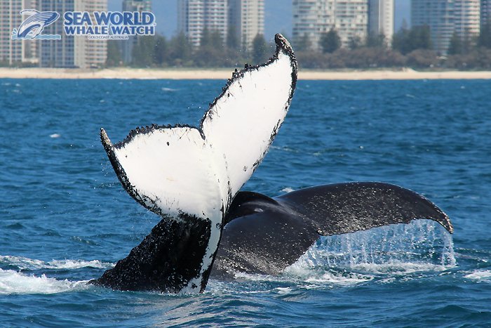 WhaleWatchAust's tweet photo. #Total #tail #action #Thursday!
.
.
.
.
.
#totallyawesome #Humpback #whaletale #whales #GoldCoast #whalewatching #morningfun https://t.co/b4sXuTQRYY