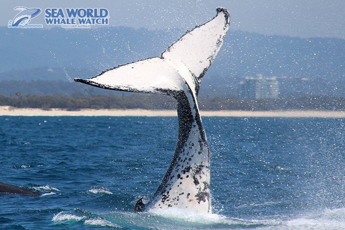 WhaleWatchAust's tweet photo. #Total #tail #action #Thursday!
.
.
.
.
.
#totallyawesome #Humpback #whaletale #whales #GoldCoast #whalewatching #morningfun https://t.co/b4sXuTQRYY