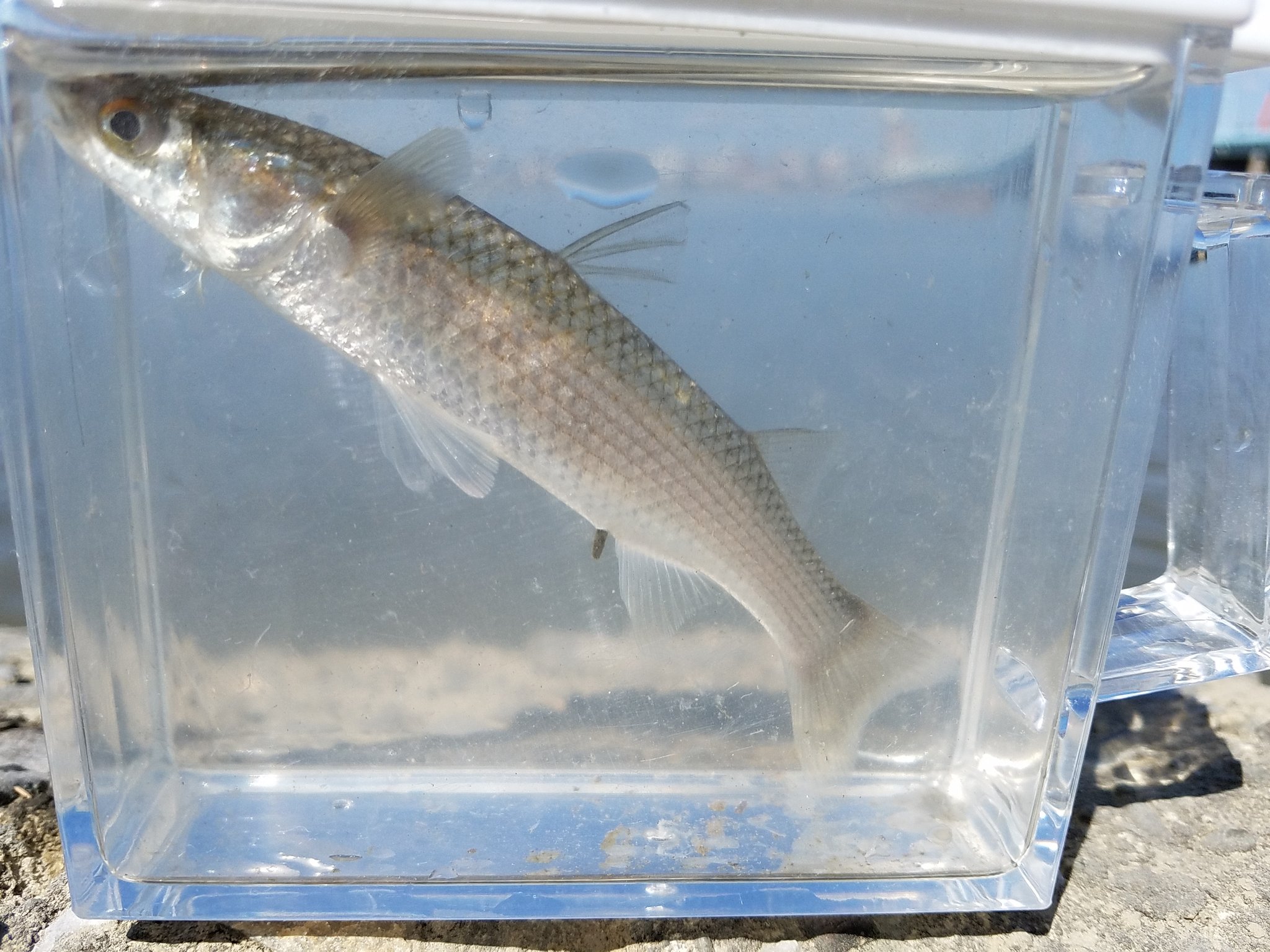 تويتر Kotaro على تويتر 18 10 3 場所 淀川 餌 アオイソメ 一枚目ボラ 稚魚 二枚目キビレ キチヌ稚魚 三枚目スズキ 稚魚 四枚目ハゼ マハゼ 台風明けということもあり いろんな種類が数匹ですが釣れました マハゼとウロハゼの見分けが難しい 笑 稚魚類には