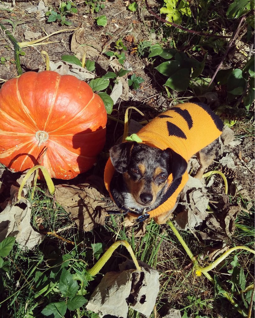 rocknsj's tweet photo. So Ruby visited the pumpkin patch today and found her favorite pumpkin. 🎃🎃🎃 #chiweeniesRule @dogcelebration #HappyFallAll #cinderella https://t.co/w8wFdAh9e2