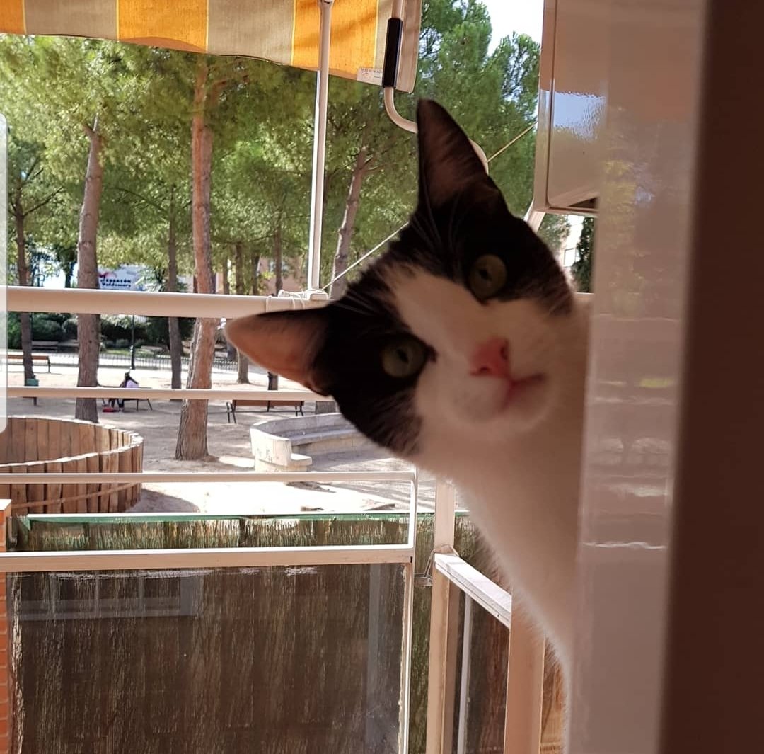 PEPITOTEI's tweet image. #whatelse #hellocat #CatsOfTwitter #Cats 😂😂💕💖💓😊🤗🤗🤣🤣🤣 #Gato #Valdemoro #hola