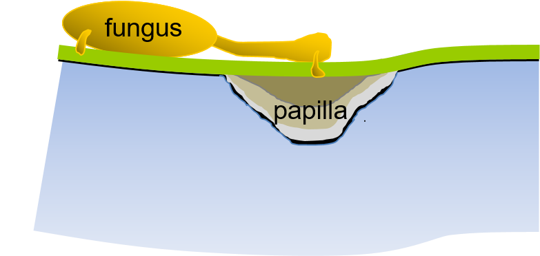 Plant Cell Walls tweet media