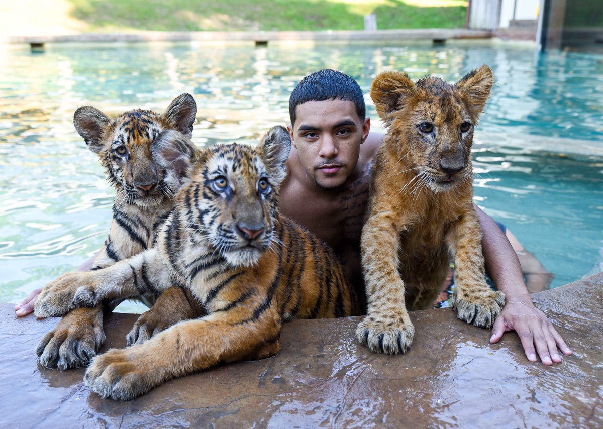 It’s our duty to save these beautiful creatures from extinction #savethetigers