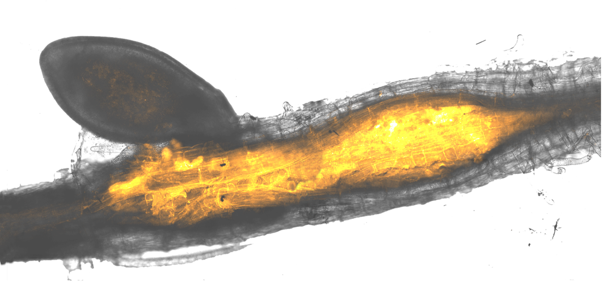 Seb_EvdA's tweet photo. Please share!

Very excited to announce a fully funded 4 year @BBSRC PhD studentship open in the lab!!! #findaphd

At the interface of synthetic biology and plant-pathology

If you’re interest, always happy to chat
@Cambplants @Cambridge_Uni @plantsci
https://t.co/BcVtdDBr7z https://t.co/087qxJL34f