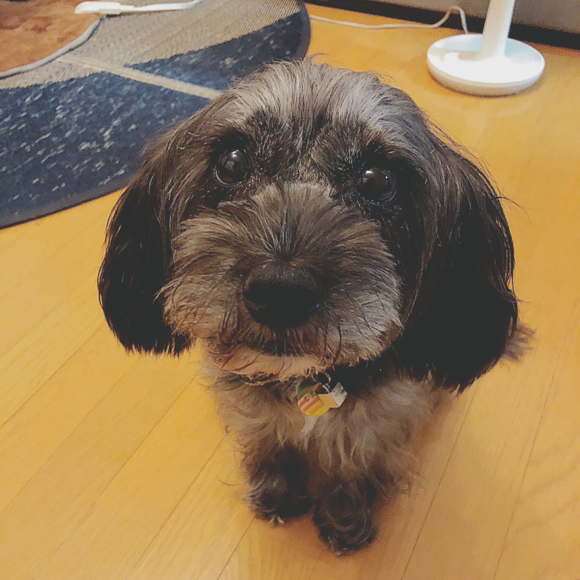 毛玉族 みなもと 我が家のわんこ 紹介したか忘れましたが シュナウザーとキャバリアのミックスです 珍しい掛け合わせのせいか売れなかったようです もう今年で11歳の女の子 シュナウザー キャバリア ミックス 犬 T Co Xggagmaaqo Twitter