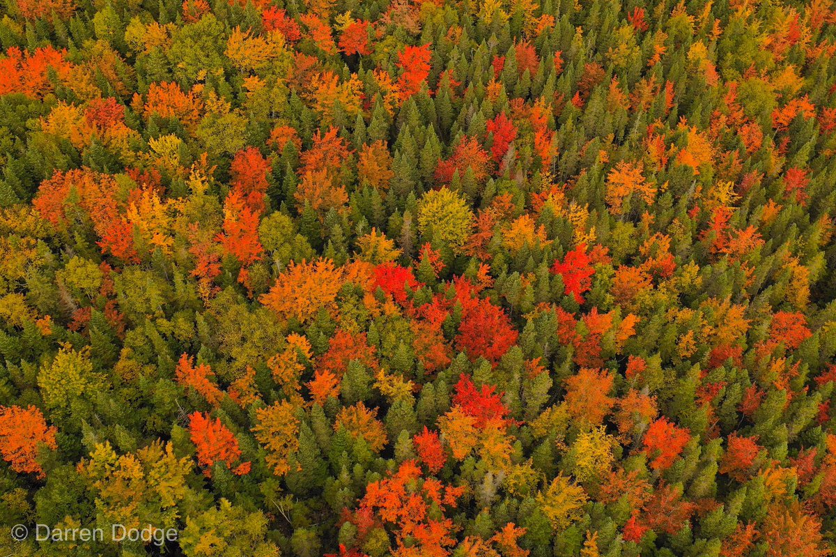 darren_dodge's tweet photo. @BerniceCBC The fall colours are really beginning to pop in the #CornerBrook area!! #Autumn #NLwx #dronetography #Newfoundland https://t.co/5mdgrD2Lx9