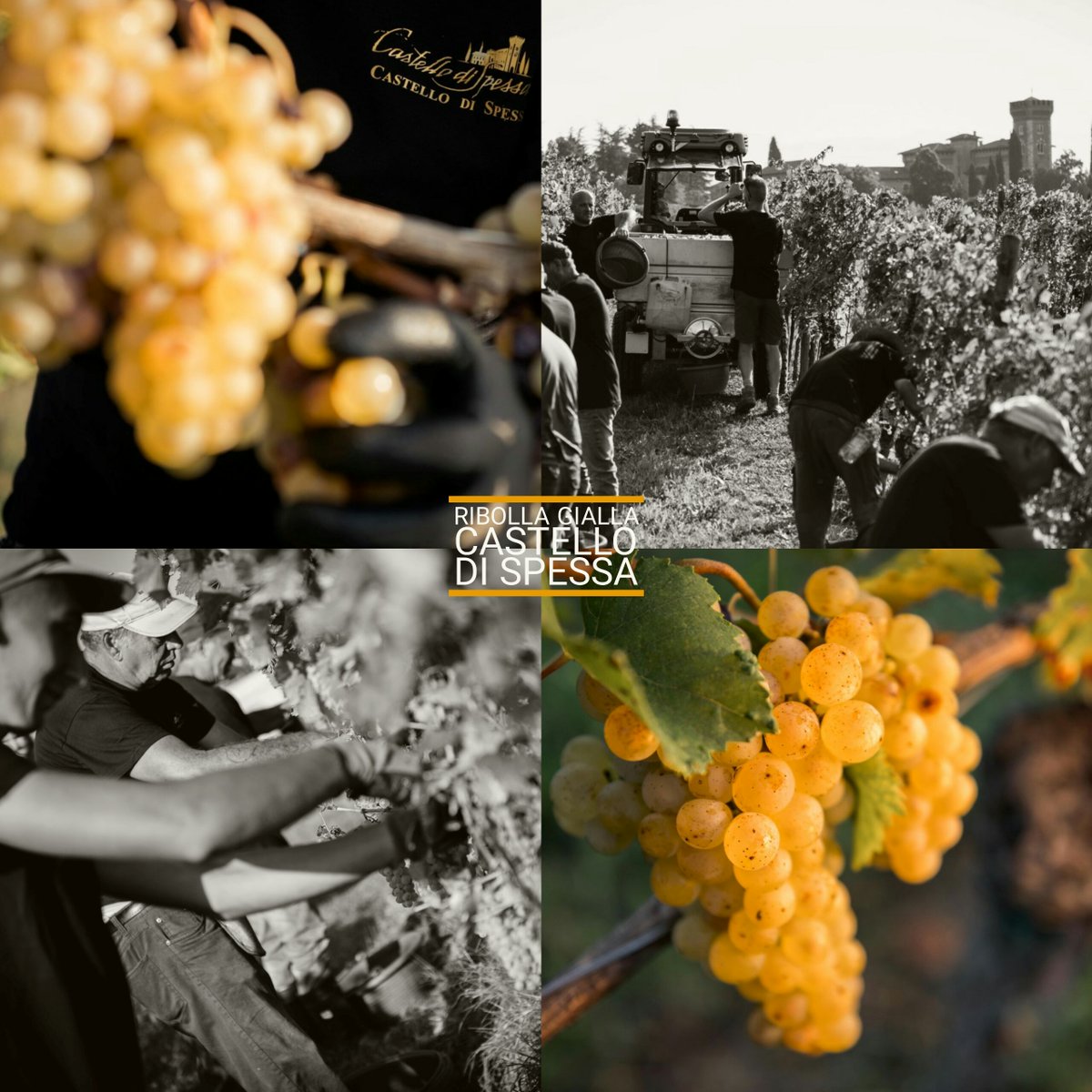 Stiamo per arrivare alla fine della #vendemmia! ✂️🍇
Ecco la nostra Ribolla Gialla, raccolta a fine settembre, l’ultimo dei bianchi raccolti
#castellodispessa #harvest #ribollagialla