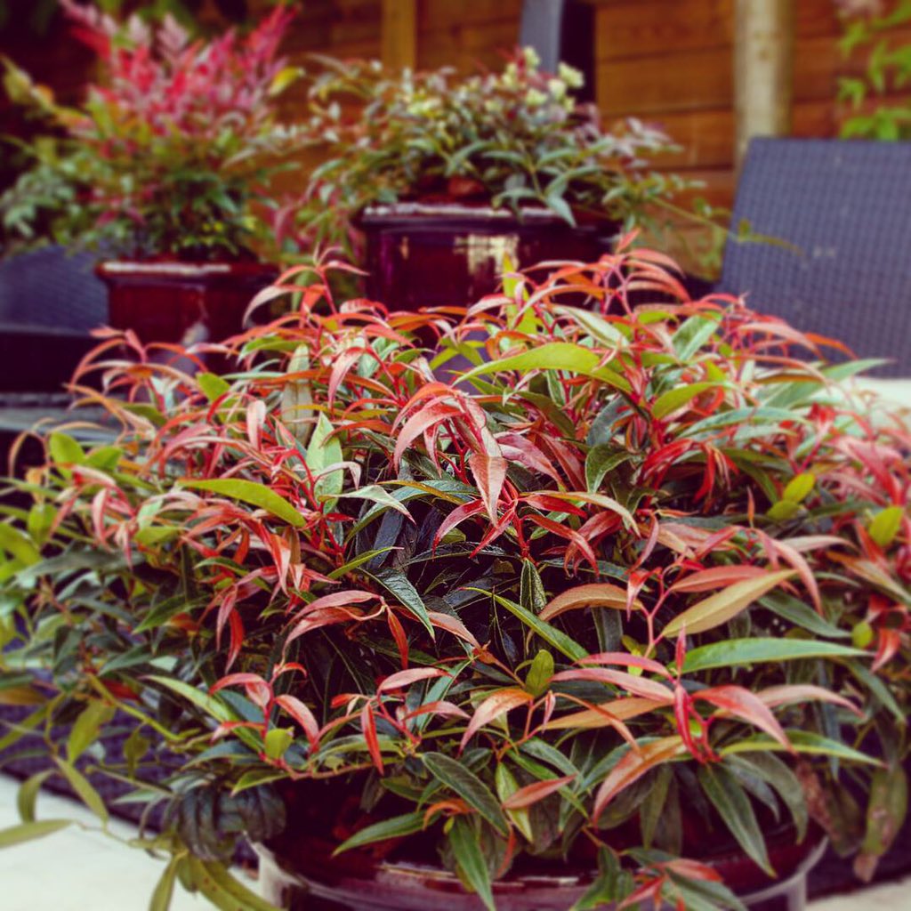 Plant Geek ™ on Twitter: "Plant of the Month is Leucothoe Love' 🔥♥️ It's the perfect subject for a 'graffiti garden', with those punky red tips to the foliage! What