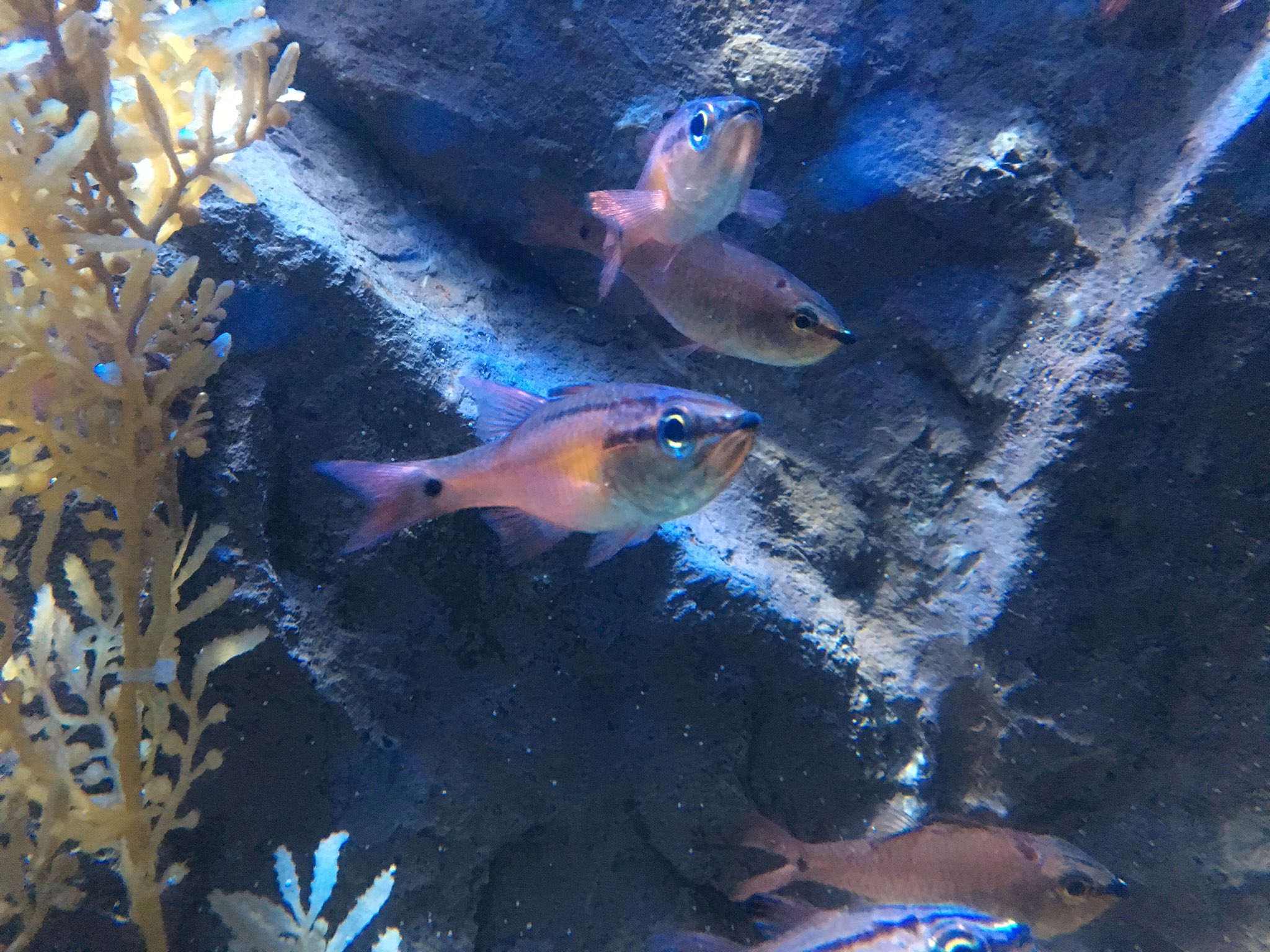 白 水流に逆らって泳ぐ習性があるらしくハンドルで水流の向きを変えて魚達の泳ぐ向きも変わるのが見られました クロホシイシモチ 名古屋港水族館 写真好きな人と繋がりたい 写真撮ってる人と繋がりたい ファインダー越しの私の世界 T Co