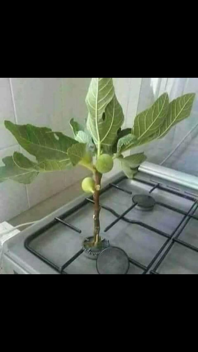 Devlet ocağımıza incir ağacı dikti. Yiyicek yemek alamıyoruz mk