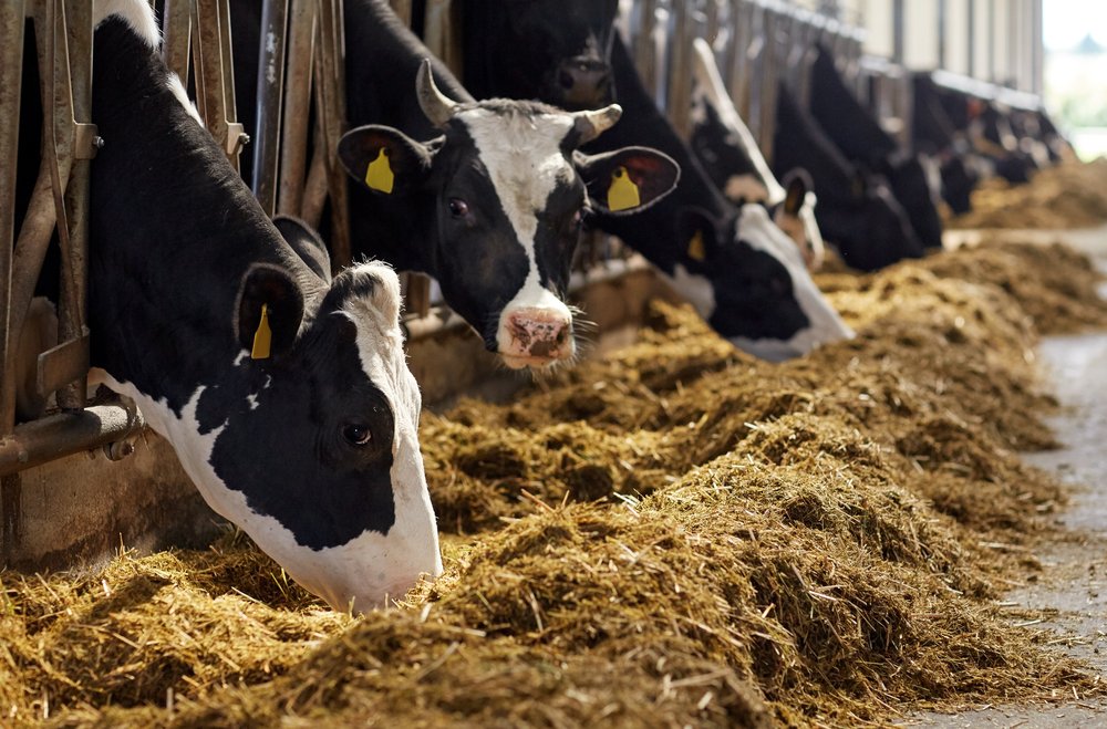 JorienHaarman's tweet photo. Een pluim voor alle boerderijdieren! NL vee eet elk jaar 220 https://t.co/UMKwVyJXGF plataardige restprodukt uit de levensmiddelenindu. Wat anders weggegooid wordt, maken nu onze dieren op.Zo helpen zij om voedselverplilling tegen te gaan.👏#Sbeeb #eetgeendierendag #wakkereboerin https://t.co/xhn9klAKiE