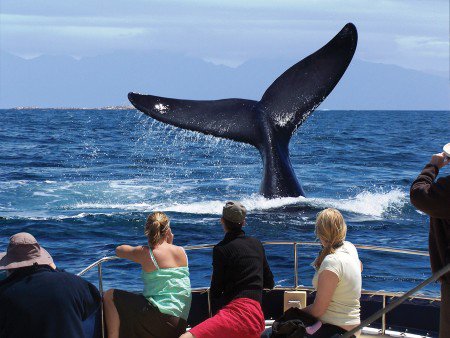 #ThursdayMorning - Good Day Friends &amp; #Travelers 😀☕️🇿🇦
#DidYouKnow The #Cape as a whole offers unparalleled opportunities for #whale watching, but #Hermanus is largely recognised as the official home of this recreation.
nroutes.co.za/garden-route-h…
#WorldAnimalDay 
#Travel