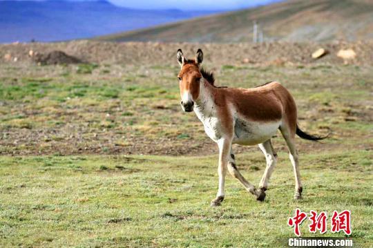 TibetNews11's tweet image. Più di 100 #escursionisti si godono lo scenario dell'#ambiente segreto del #Tibet
#turismo #natura #animali