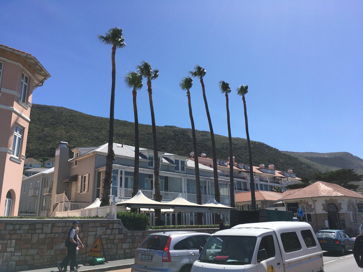 Speed line pruning of palm trees in front of <a href="/BootleggerCC/">Bootlegger</a>, Kalk Bay. Speed lines help bring cut material to ground in a controlled manner in a busy area. #bestcoffeeincapetown