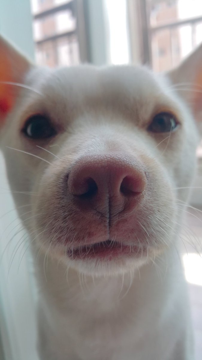 탐라 주둥이 대장