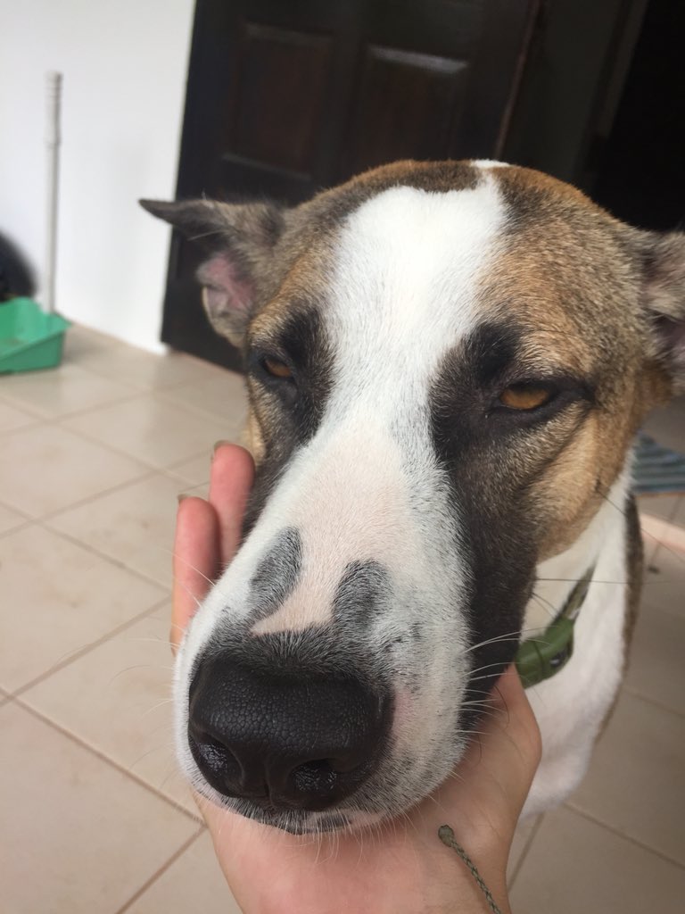 abbieburling's tweet photo. Saying good bye to this baby is breaking my heart😩 he looks so upset https://t.co/LWcbecAegU