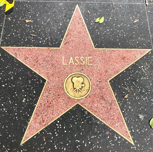 Mummy & Daddy found my hero on the Hollywood walk of fame! #cockerspaniel #cockerspanielsofinstagram #dogsofinstagram #hollywood #walkoffame #lassie #myhero #famousdogs #losangeles ift.tt/2OzakjT