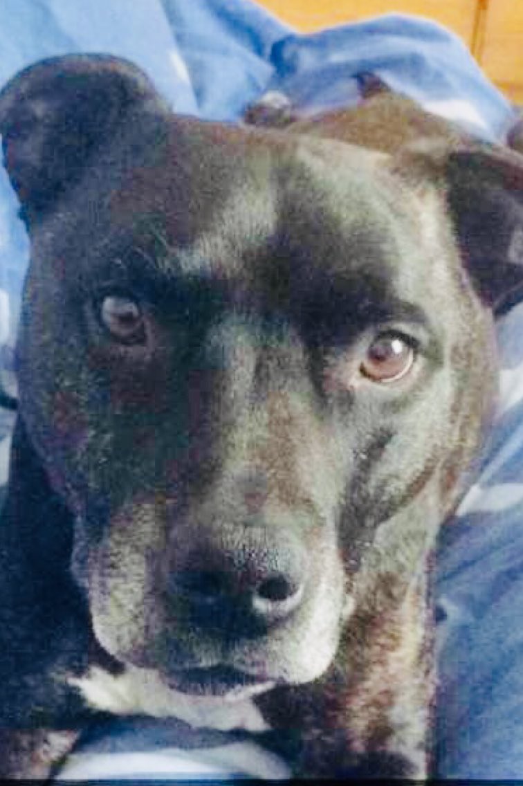 DeadPoolDPP's tweet photo. Dogs are not the whole of our lives, 
But they do make our lives whole! 🐾 👑 🐾 https://t.co/ZQPETGftcx