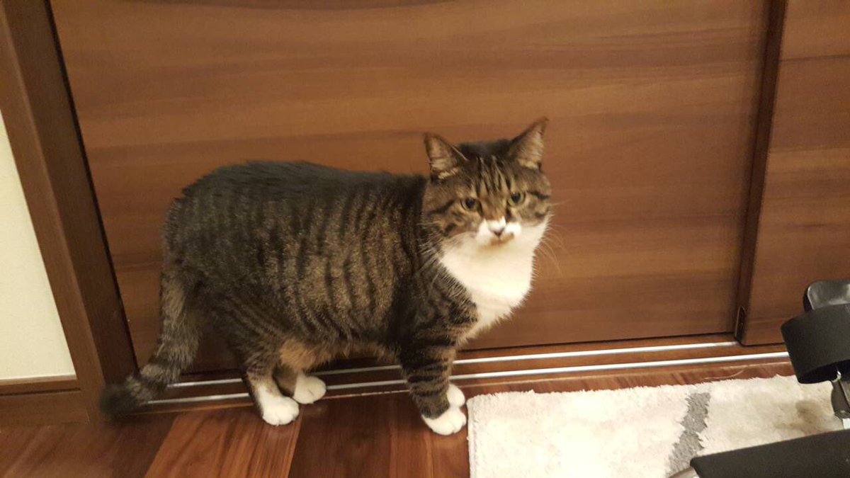 Cag Rb たぬかな A Twitteren うちのねこ マンチカンな訳でもなくて雑種なんだけどナチュラルに足が短い気がする 普通のねこが左だとしたら右 かわいいのでよし Cag Rb たぬかな A Twitteren うちのねこ マンチカンな訳でもなくて雑種なんだけどナチュラルに足が短い気がする 普通のねこが左だとしたら右 かわいいのでよし