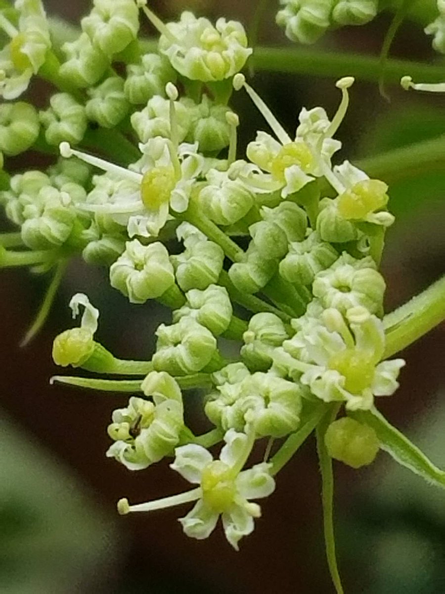 Yoko Ito アシタバ 庭の明日葉 咲き始めた 可愛い花 花 アシタバ 明日葉 Flowerphoto Macro Yoko Ito アシタバ 庭の明日葉 咲き始めた 可愛い花 花 アシタバ 明日葉 Flowerphoto Macro