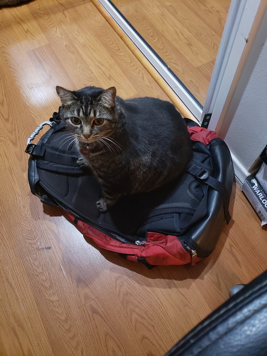 Not to be out done...seriously amazed I accomplish anything with these two