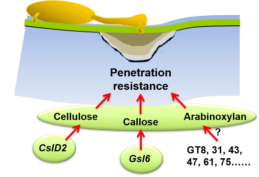 Plant Cell Walls tweet media