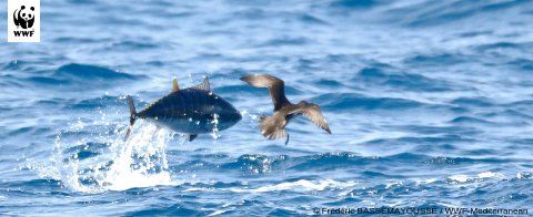 WWF_Med's tweet photo. On #WorldAnimalDay read the story of fastest, finest and most fabulous fish in #Ourocean. Our greed for sushi, the impact of #climatechange, and even #plasticpollution are threatening its survival. https://t.co/ooMBTE983r https://t.co/m00kaL9x6d