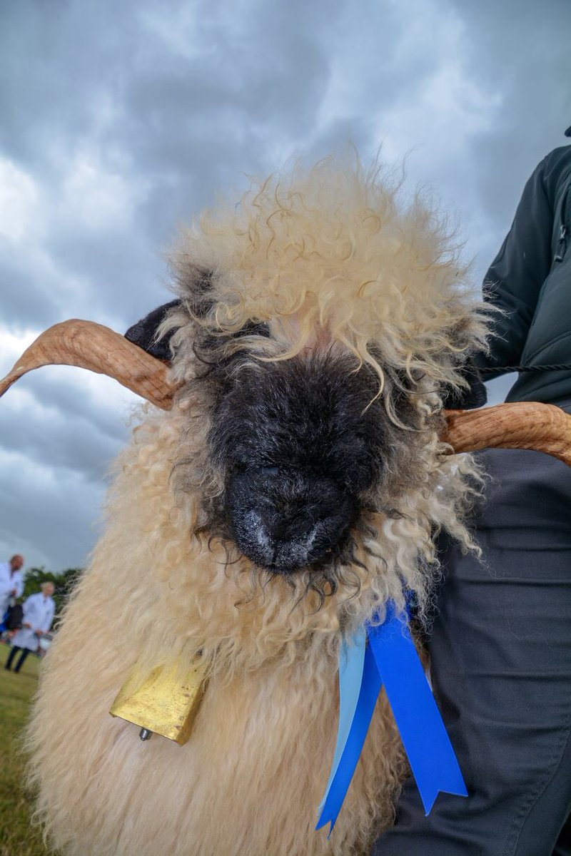middevonshow's tweet photo. Morning
#middevonshow #middevonshow2018 https://t.co/UjZP0ribEX