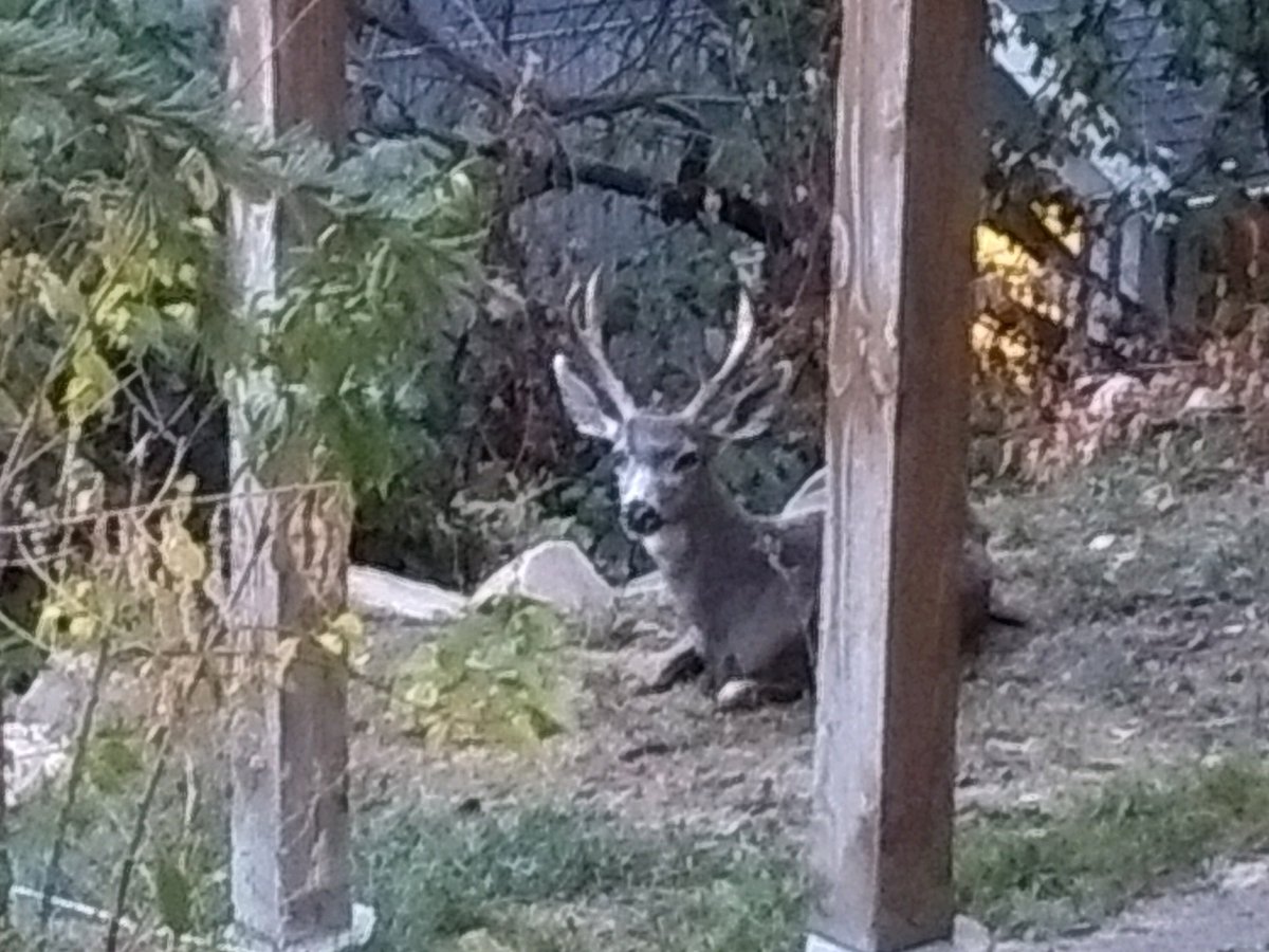 Second buck hiding from the hunters in my yard this week! Last one was a four point! Love Park City!