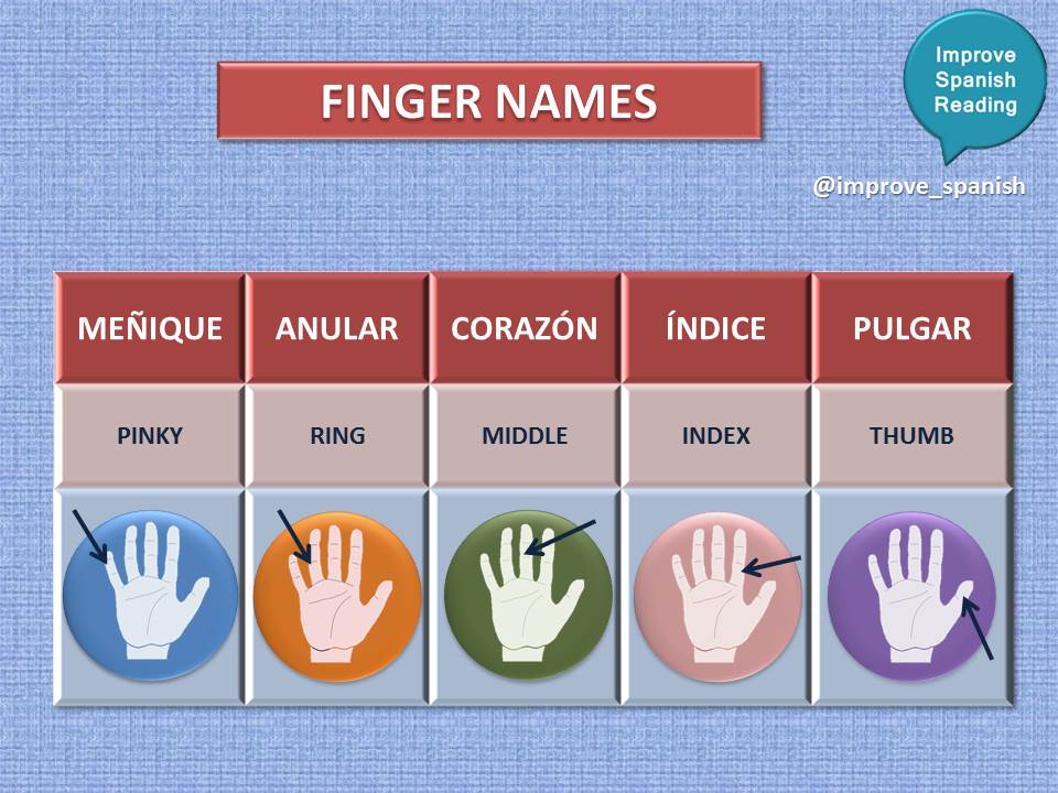 Fingers Name In English atelieryuwa.ciao.jp